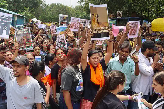 Delhi Begins Drive To Remove Stray Dogs From Public Institutions Amid Activist Resistance
