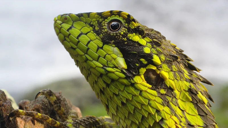 Nilgiris: A Shared Wilderness