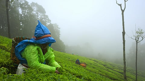Nilgiris: A Shared Wilderness
