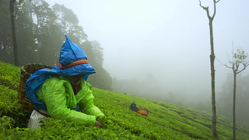 Nilgiris: A Shared Wilderness