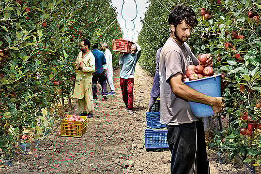 Trump Tariffs Trigger June Drop For Kashmir Apples