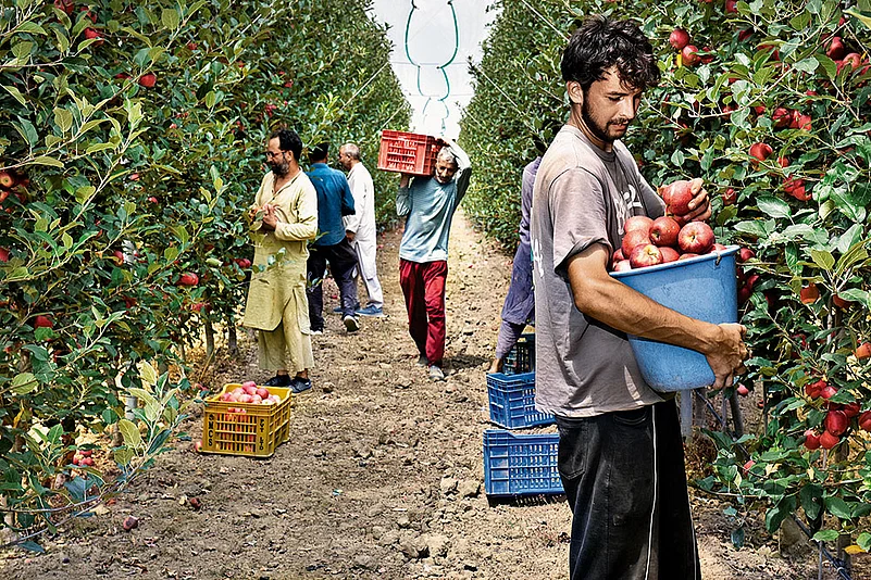Pulwama orchard farmers