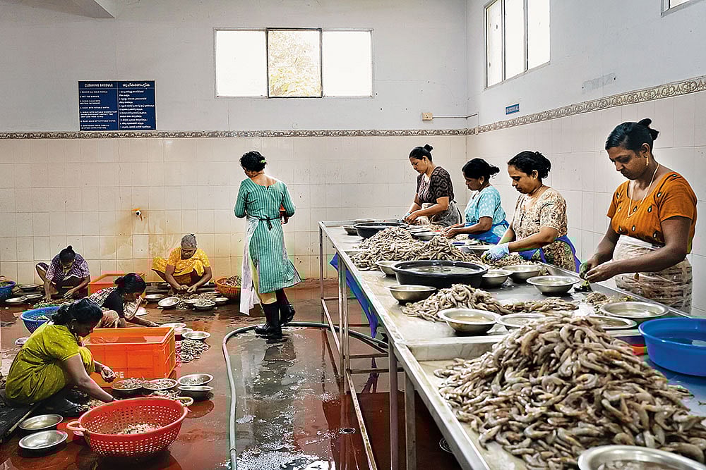 Livelihoods at Risk: Workers clean shrimp in Kumbalangi, Kerala - | Photo: Getty Images