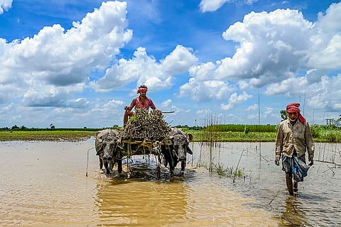Jude harvest in WB's Nadia