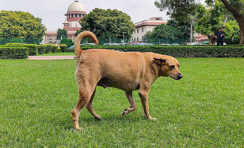 | Photo: PTI : A stray dog at SC premises in Delhi