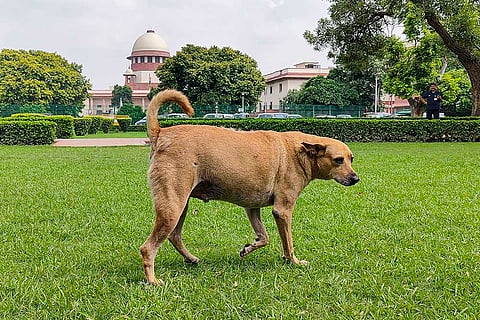 A stray dog at SC premises in Delhi