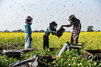 Shutterstock : Representational Image