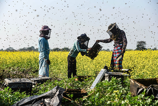Honeybees From City to Farms: Maharashtra’s Mission to Revive Farmland Pollinators 