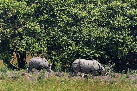One-horned rhinos at Pobitora Wildlife Sanctuary