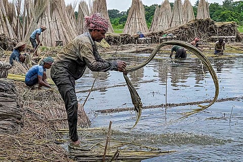Jute cultivation in Nadia