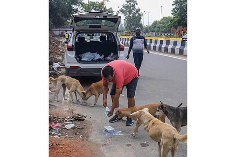 Man feeds stray dogs in Delhi