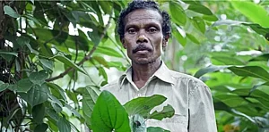 Kuttimathan Kani, who discovered Arogyapacha, died at 72