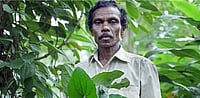 Kuttimathan Kani, who discovered Arogyapacha, died at 72