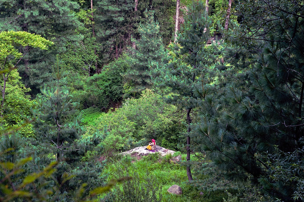 Shutter Stock : In a Sanskrit Subhashit, a fruit-laden tree illustrates humility and wisdom. 