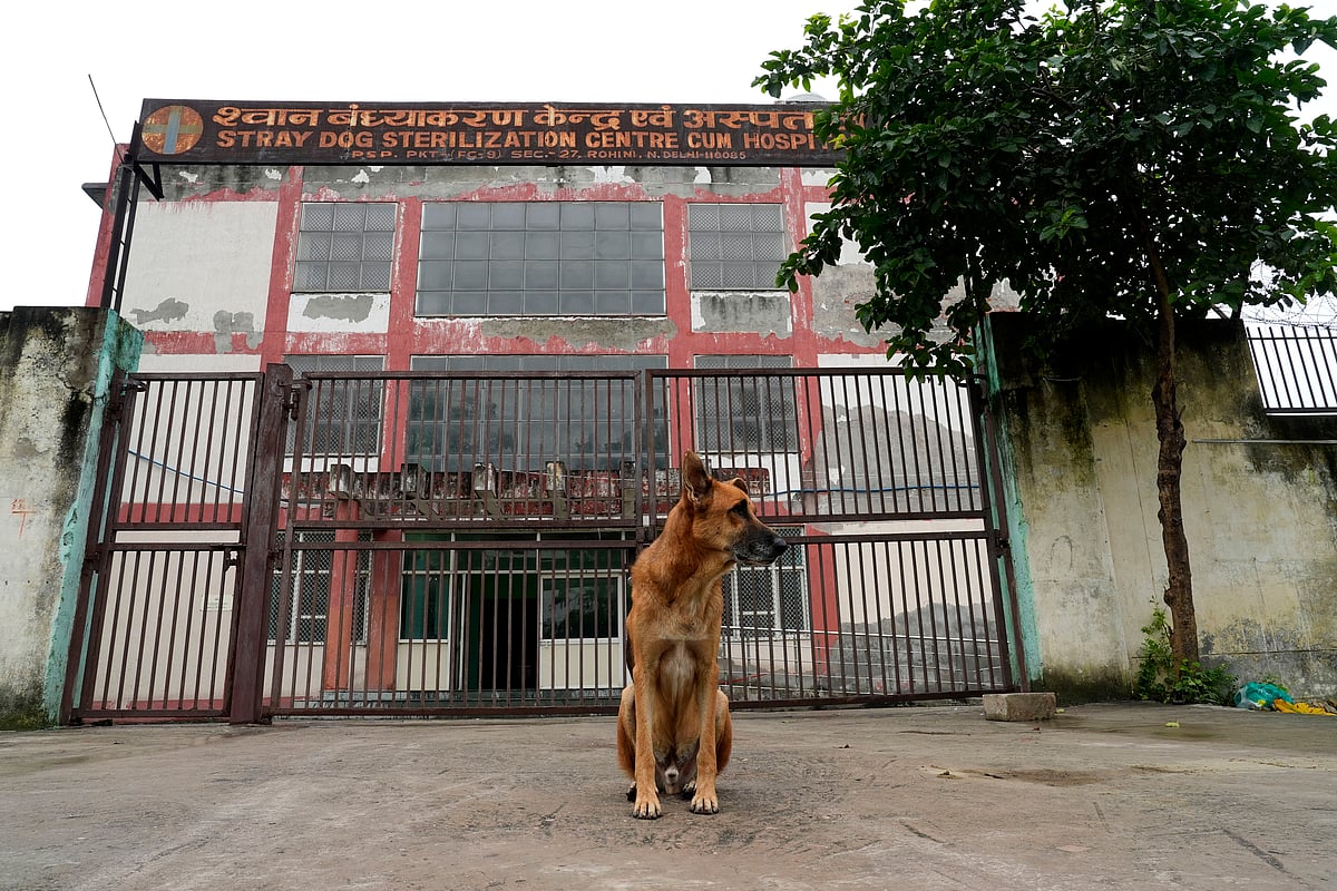 delhi dog supreme court