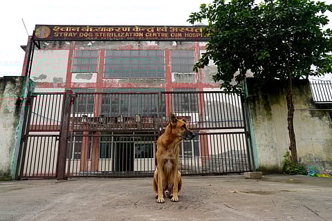 Tiger at Rohini's ABC centre