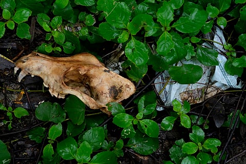 Alleged skeletal remains |