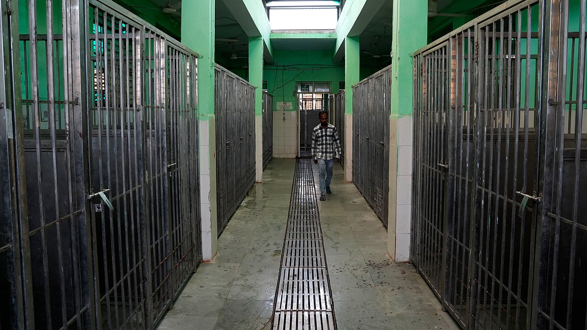SURESH K PANDEY : Inside the Rohini Sector 27 dog sterilization centre