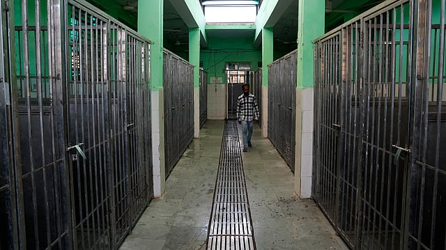 Inside Delhi’s Rohini Dog Shelter And The Controversy That Surrounds It