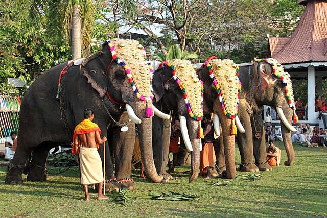 Decorated elephants 