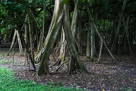 The Great Banyan Tree of Bengal