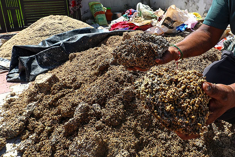 A villager shows the damaged crop