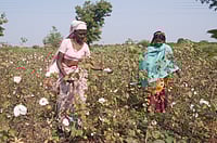 Shutterstock : The government’s full waiver of the 11 percent import duty on cotton, now extended to December 2025, was billed as a revival measure for the textile industry. 