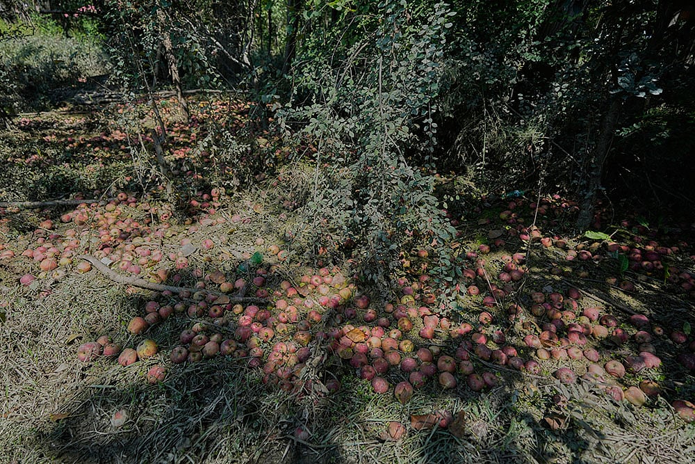 Kashmir Apple Crisis