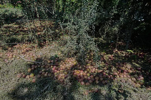 Kashmir Apple Crisis