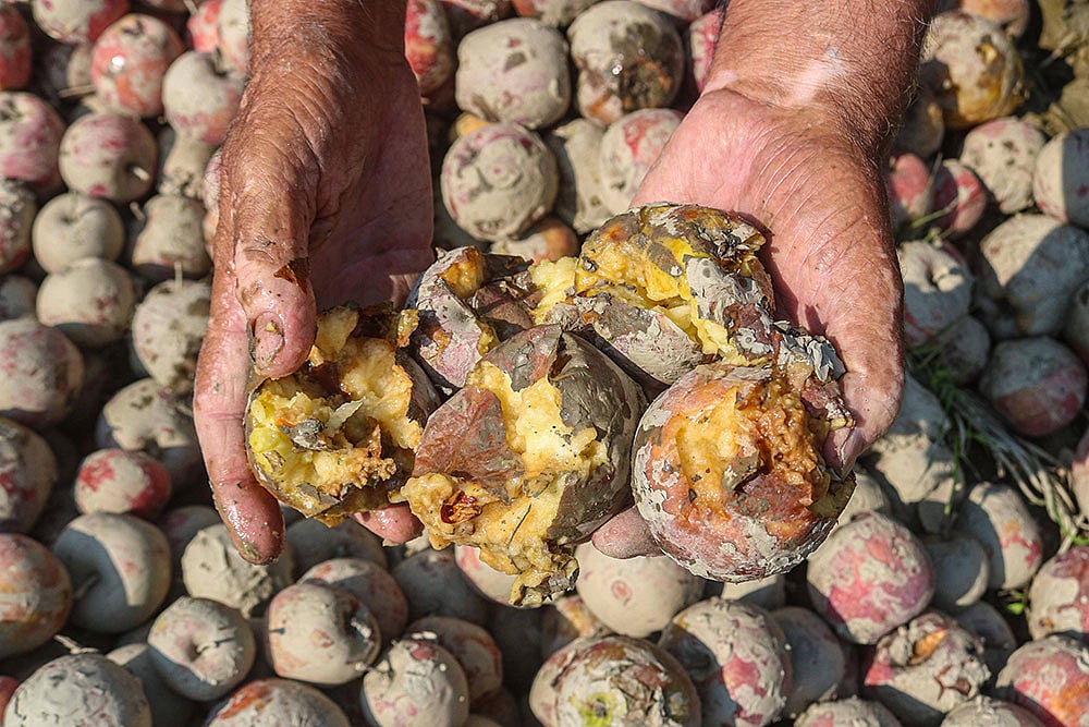 Kashmir Apple Crisis