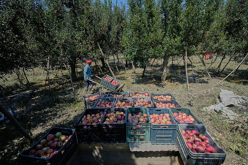 Kashmir Apple Crisis