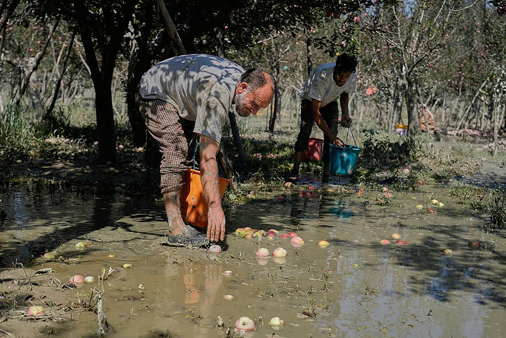 | Photo: AP/Mukhtar Khan : Kashmir Apple Crisis