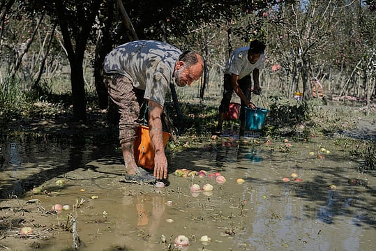 Kashmir Floods Bite Into Apple Orchards’ Harvest