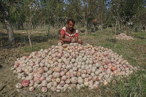 Kashmir Apple Crisis