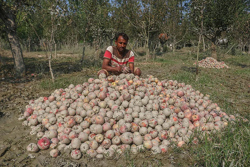 Kashmir Apple Crisis