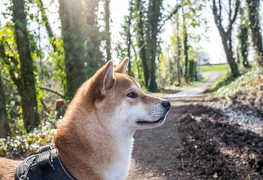 Whales Bet On Deepsnitch AI To Go Big Amidst Shiba Inu Price Prediction Craze
