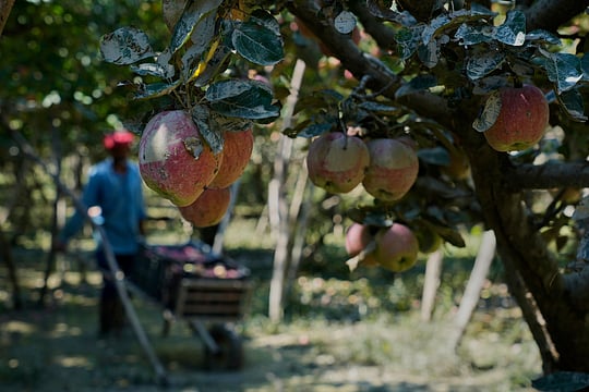 When The River Took The Harvest: Pulwama’s Orchard Farmers Face A Season Of Loss