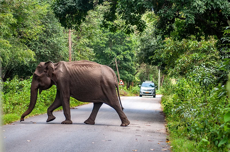 Farmers and Experts Question Kerala’s Wildlife Protection Amendment