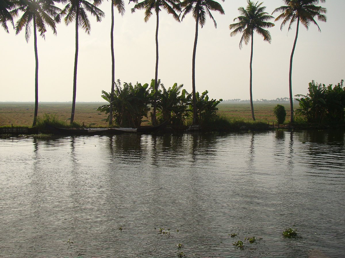 Wikimedia Commons : Kuttanad Paddy fields and the bund by the side of river
