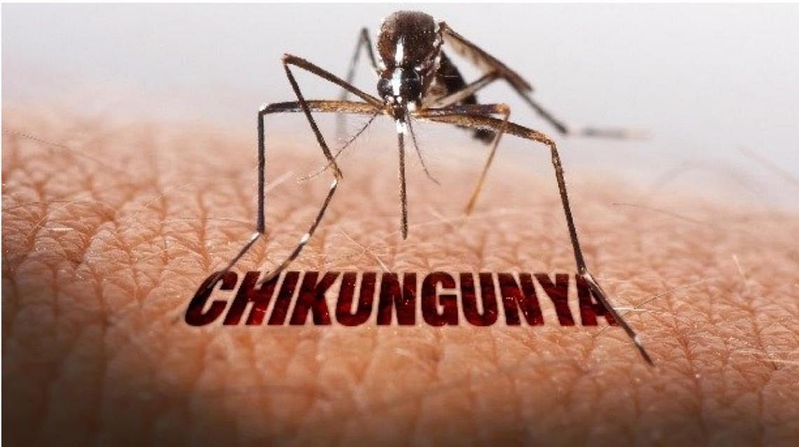 Groundbreaking Study Warns 5.1mn People In India At Risk From Chikungunya |  Outlook India