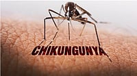 Groundbreaking Study Warns 5.1mn People In India At Risk From Chikungunya