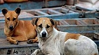 | representational image : The World Para Athletics Championships organisers stated that two dog-catching teams have been permanently deployed at JLN Stadium.