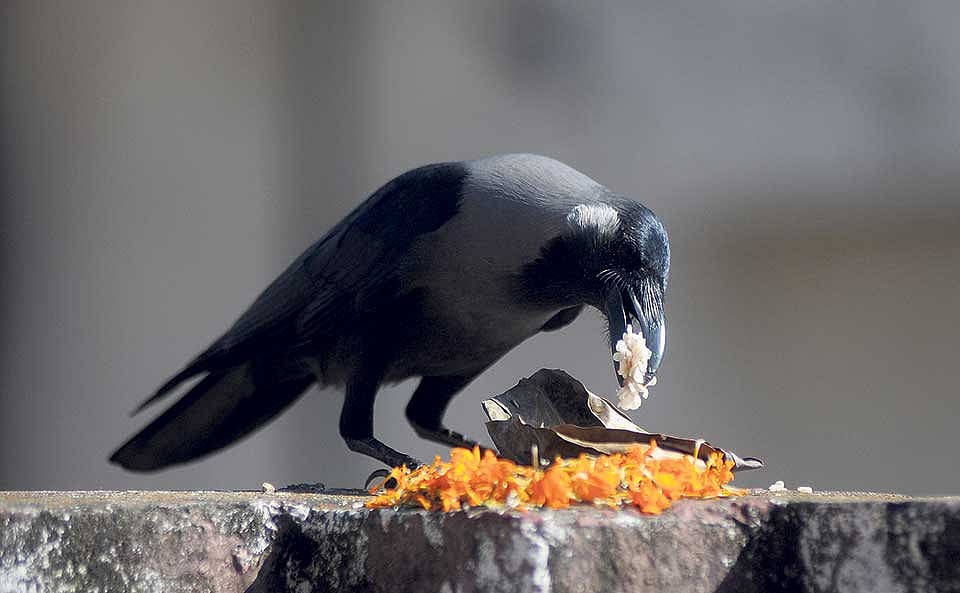A crow feeding on a pile of yellow and orange marigold petals.