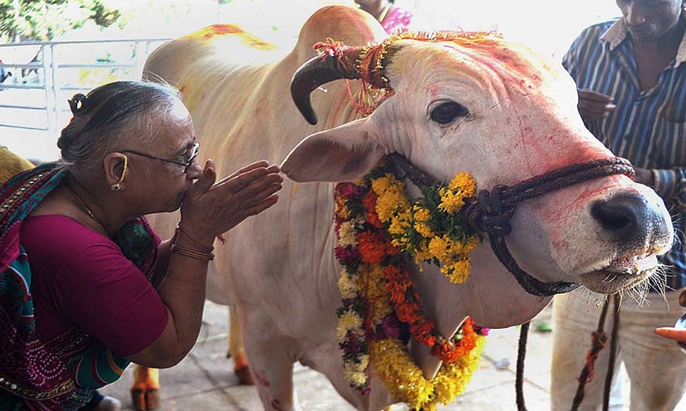 Woman worships and kisses a decorated white bullock or cow.