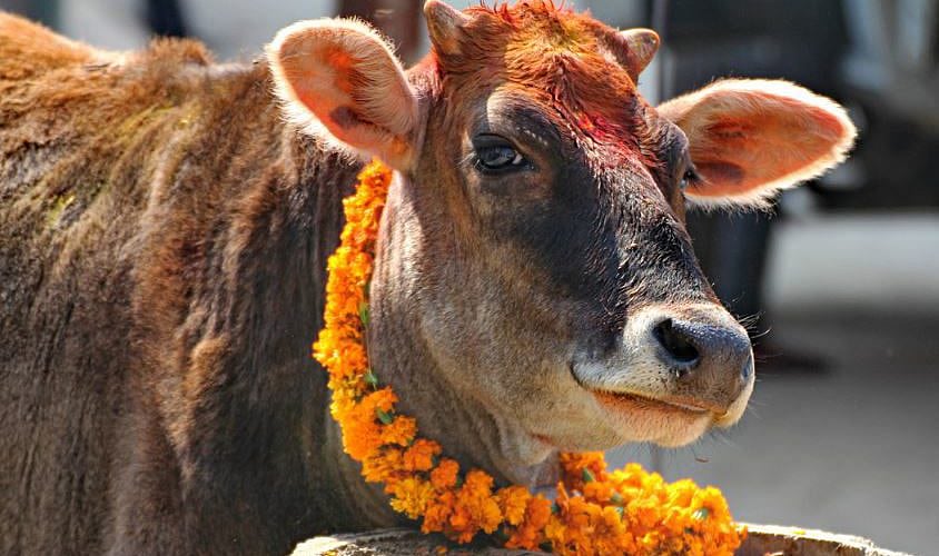 A cow wearing a marigold garland for Gai Tihar and Lakshmi Pooja.