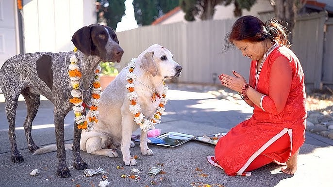 Two dogs wearing marigold garlands being worshipped by a woman on Kukur Tihar.