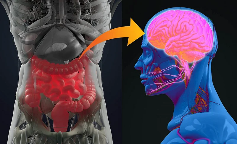 a visual illustration of human gut and brain showing a link between their health