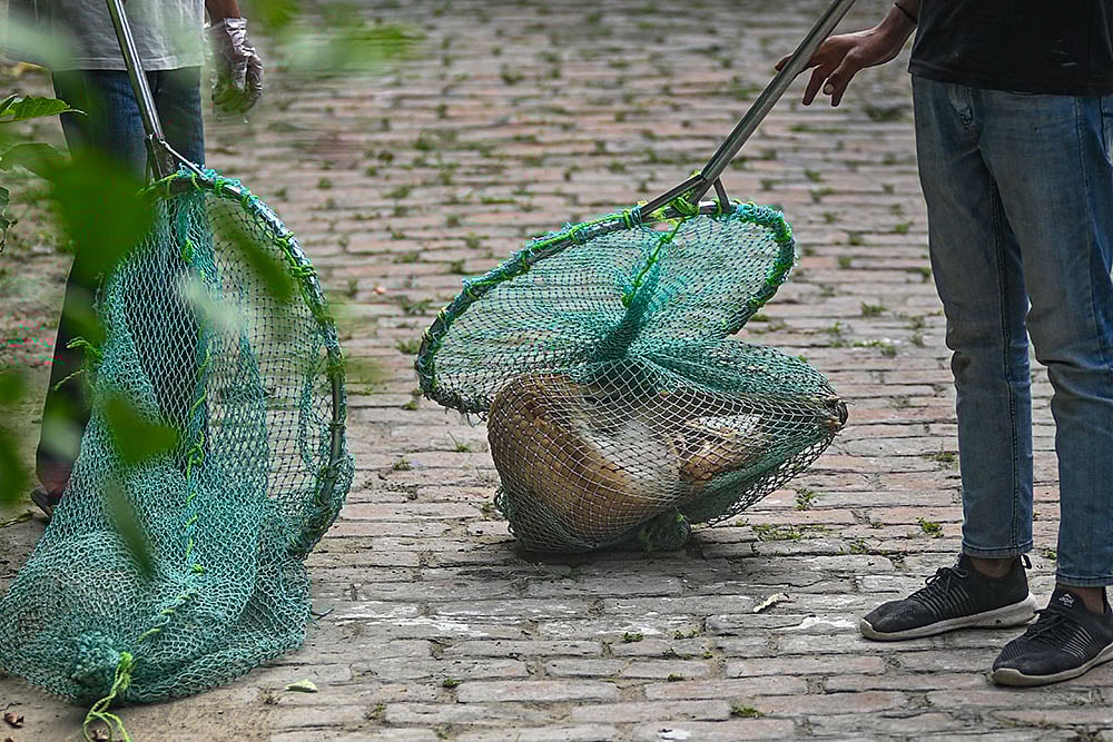 Stray dogs issue in Prayagraj
