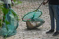 | Photo: PTI  : Stray dogs issue 