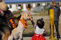 X.com : Beyond its religious origins, the festival highlights Nepal’s deep cultural respect for all living beings.